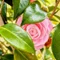 蕾の花