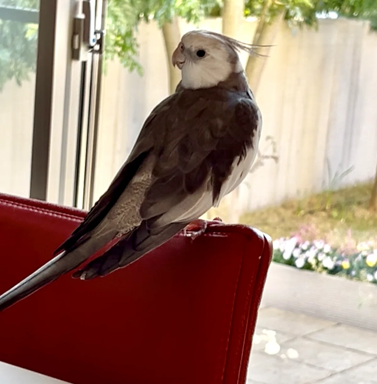 The morning my cockatiel said, 