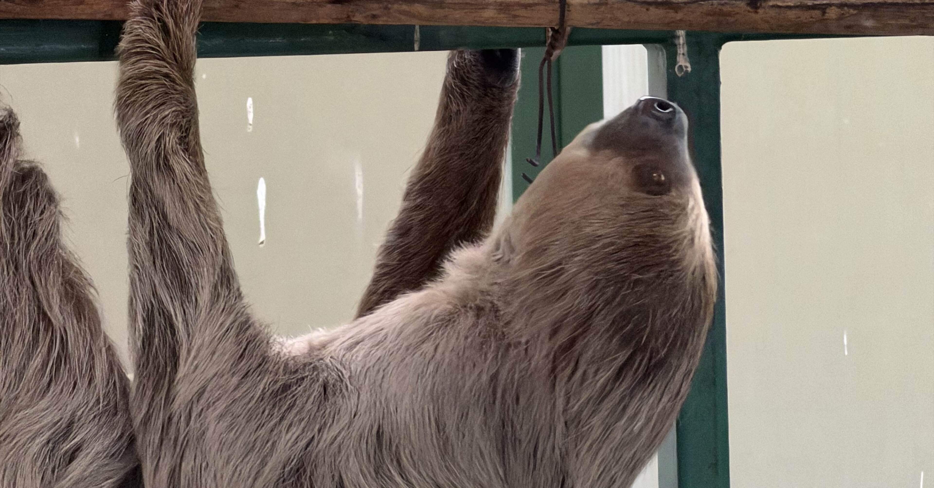 ナマケモノをに見に行った。｜202号室 - TAMAOKI Jun