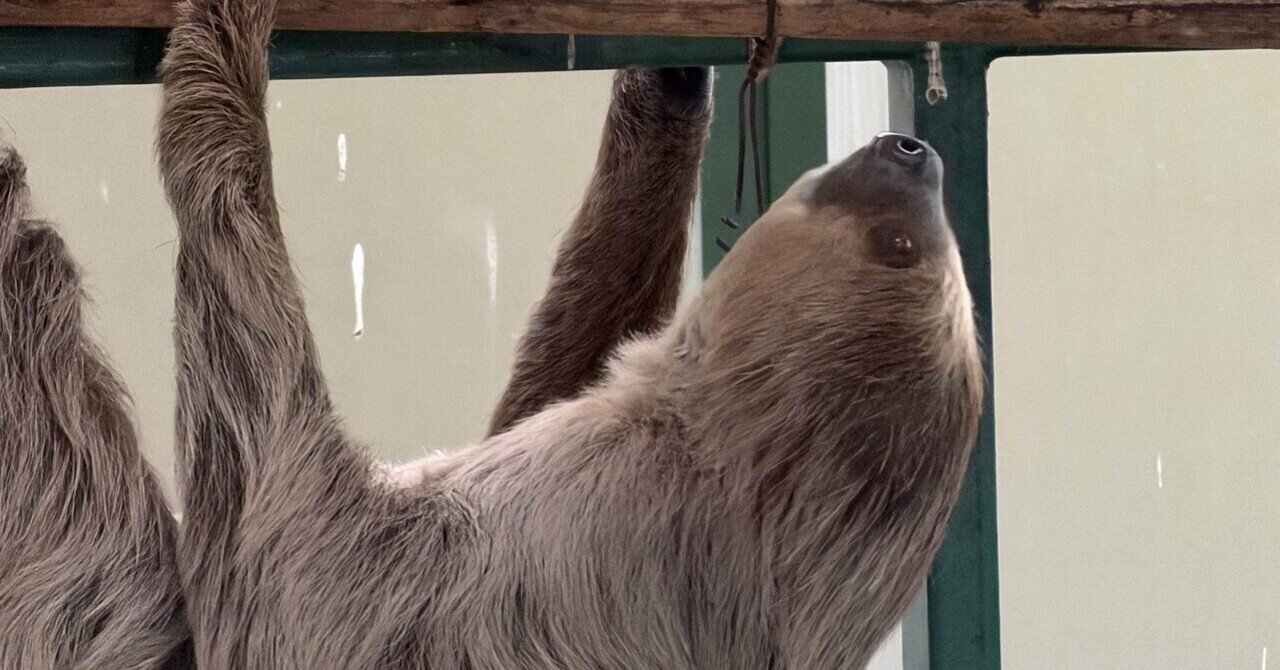 ナマケモノをに見に行った。｜202号室 - TAMAOKI Jun