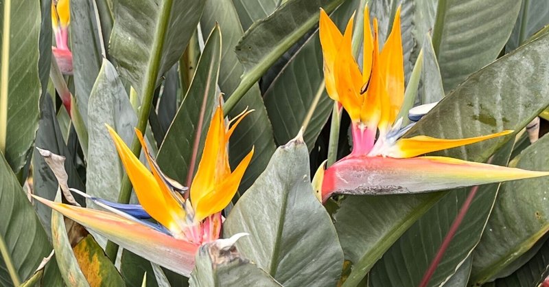 本日のスタッフのおすすめ