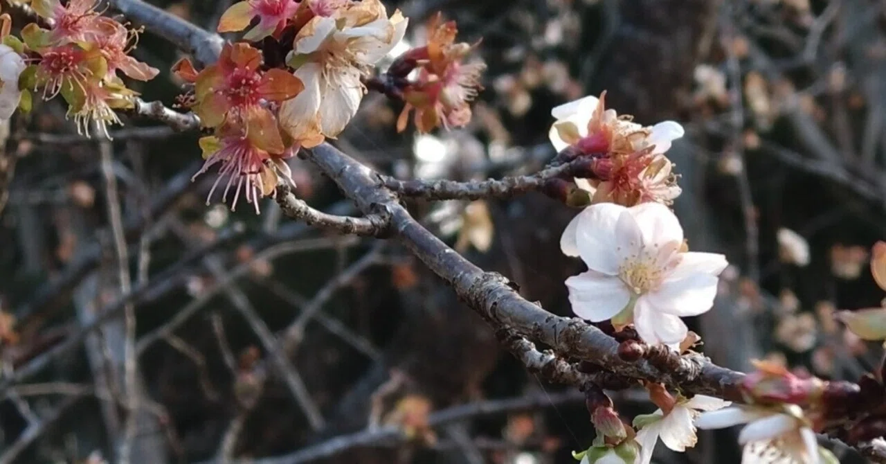 枯れ葉の向こうに花畑を想う 福島県白河市の天狗山 ＆ フレンチの濃厚