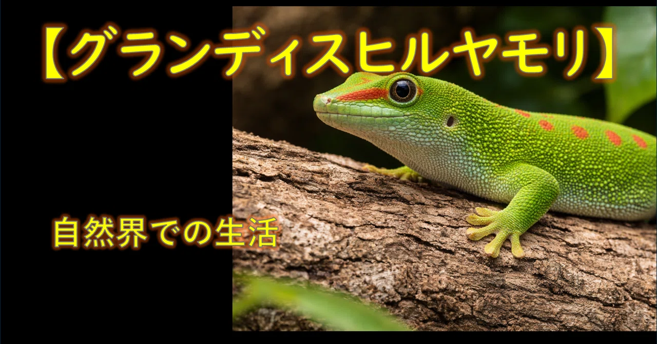 グランディスヒルヤモリ】基本情報とマダガスカルでの暮らし｜ひとしき