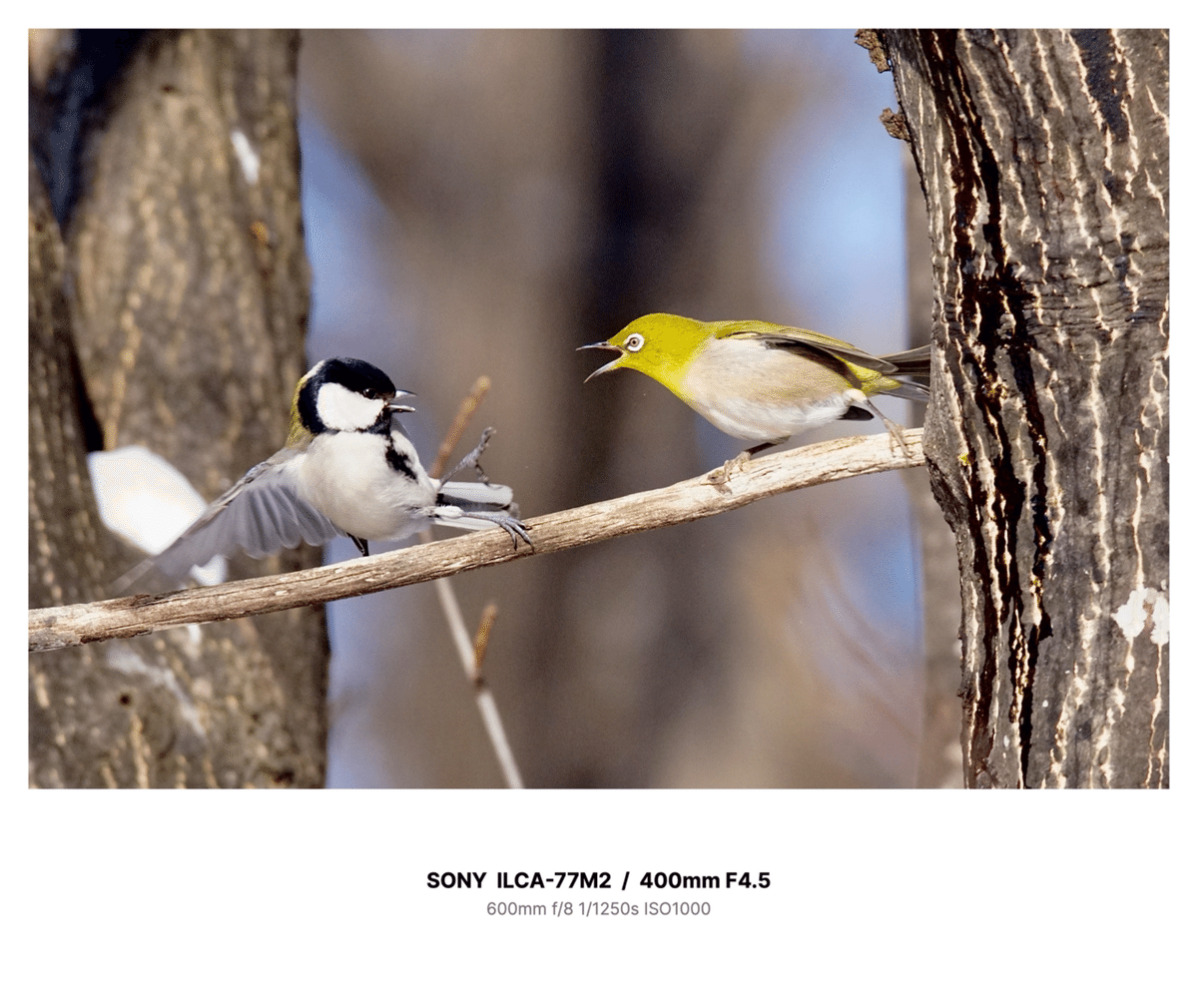 2羽で撮る野鳥写真とその考察｜TOLIMAN Hondα