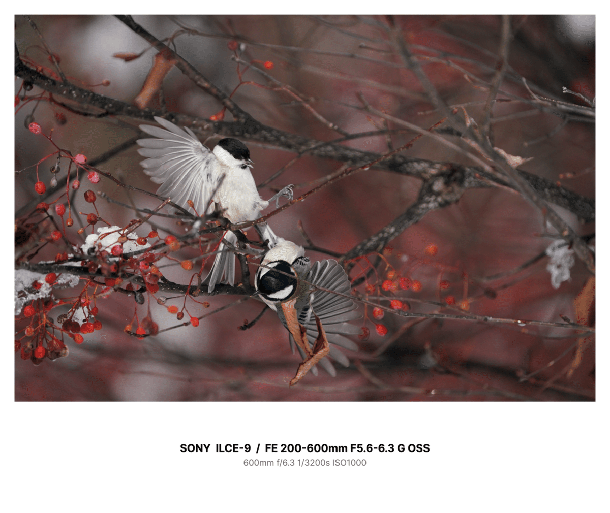 新品　小鳥なな　生写真　２枚セット Amazon | KATO 1/87 水鳥 6-606 ジオラマ用品 | 鉄道模型 通販