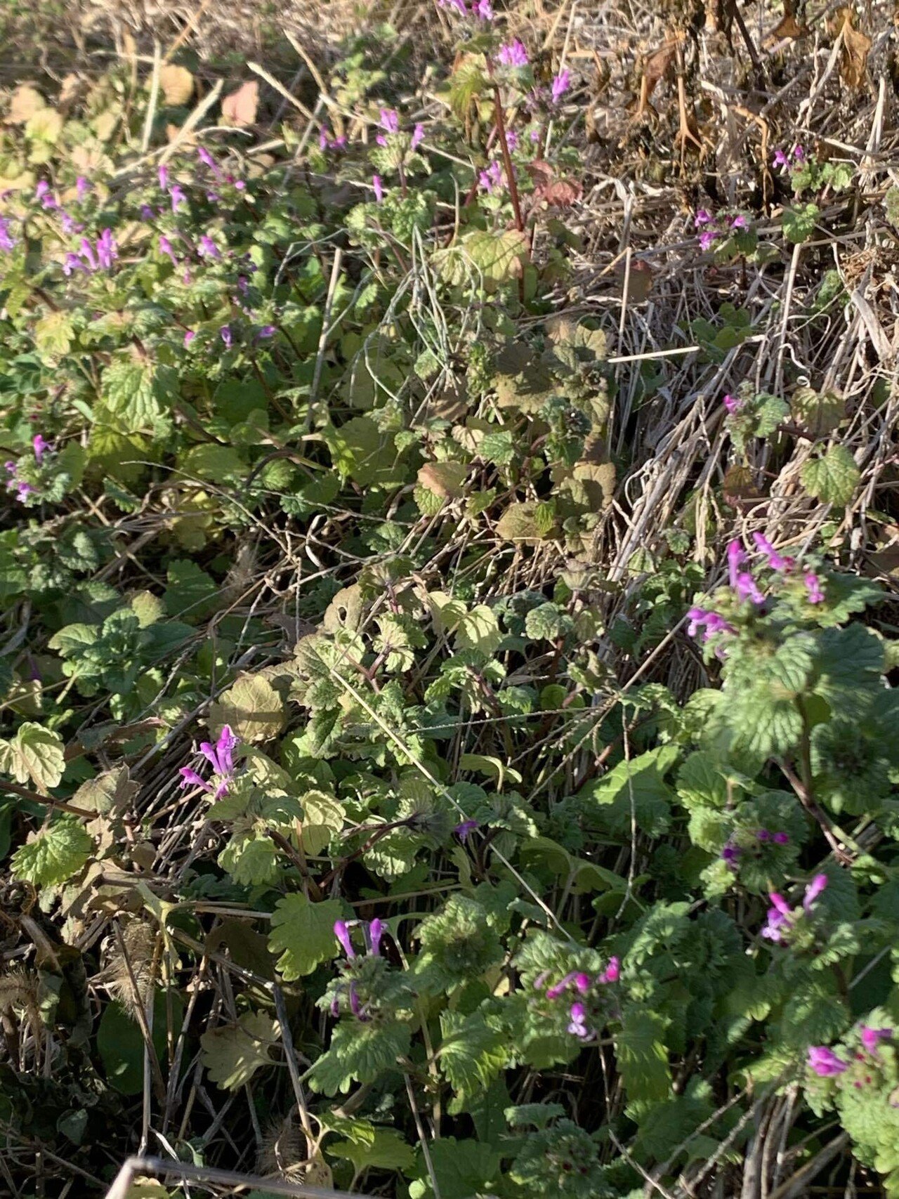 雑草 4589949823513.jpg