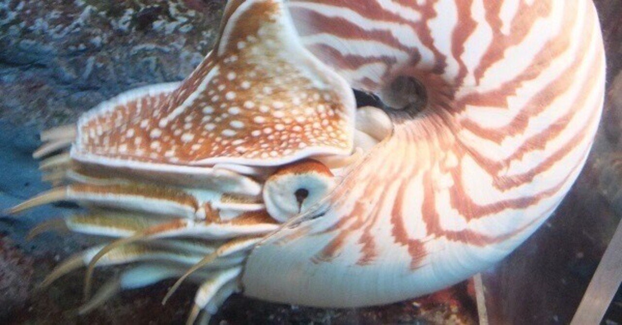 オオベソオウムガイの魅力5選｜ラブちん