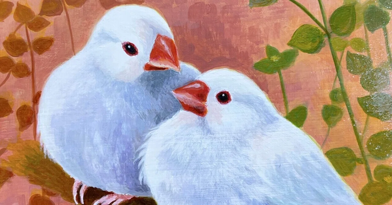 白文鳥｜Masami