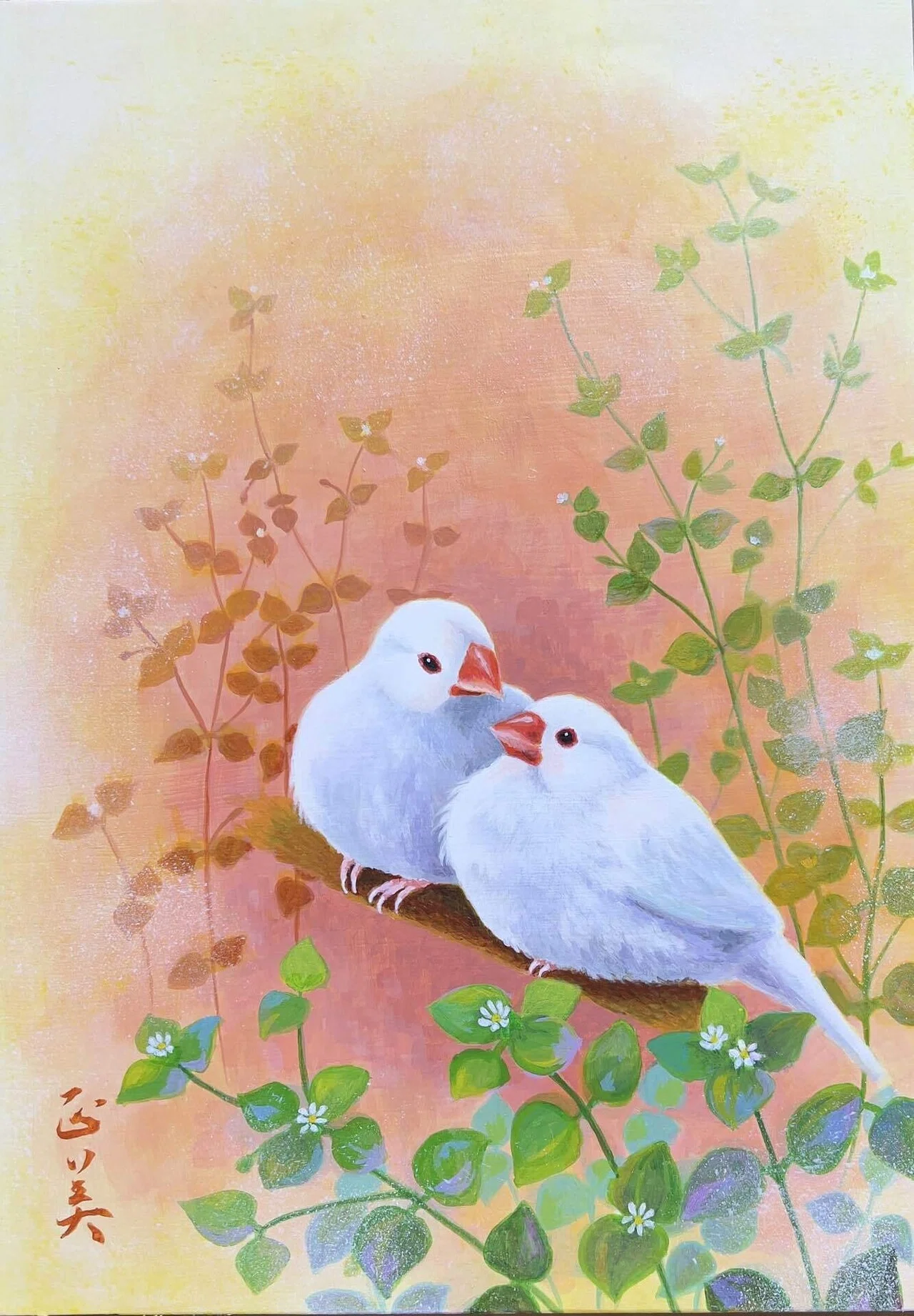 白文鳥｜Masami