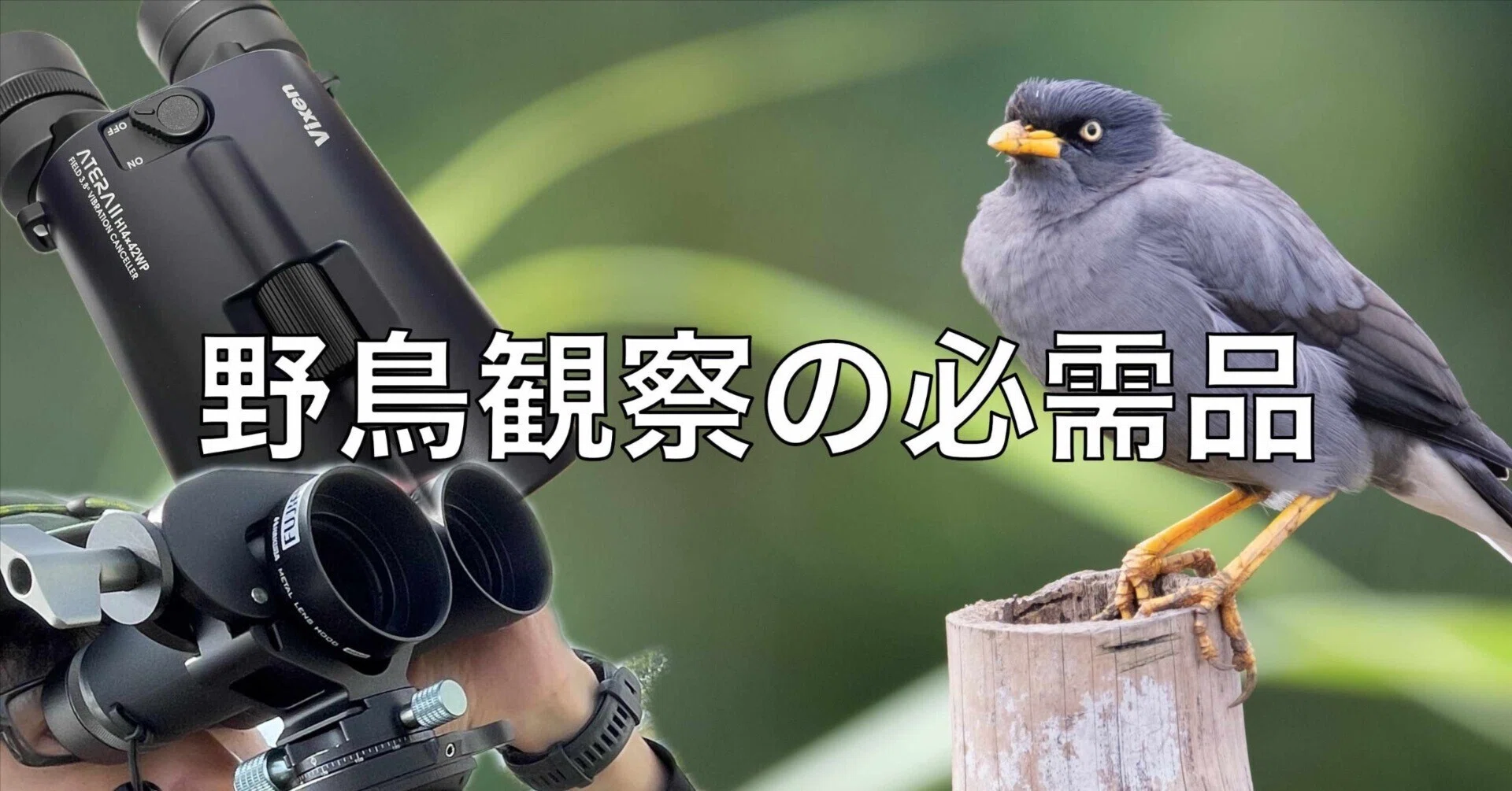 野鳥観察の必需品：双眼鏡の選び方と私のおすすめ｜Kaz Minematsu