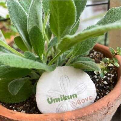 大切に過ごす日々｜川上次郎（KUSU KUSU）