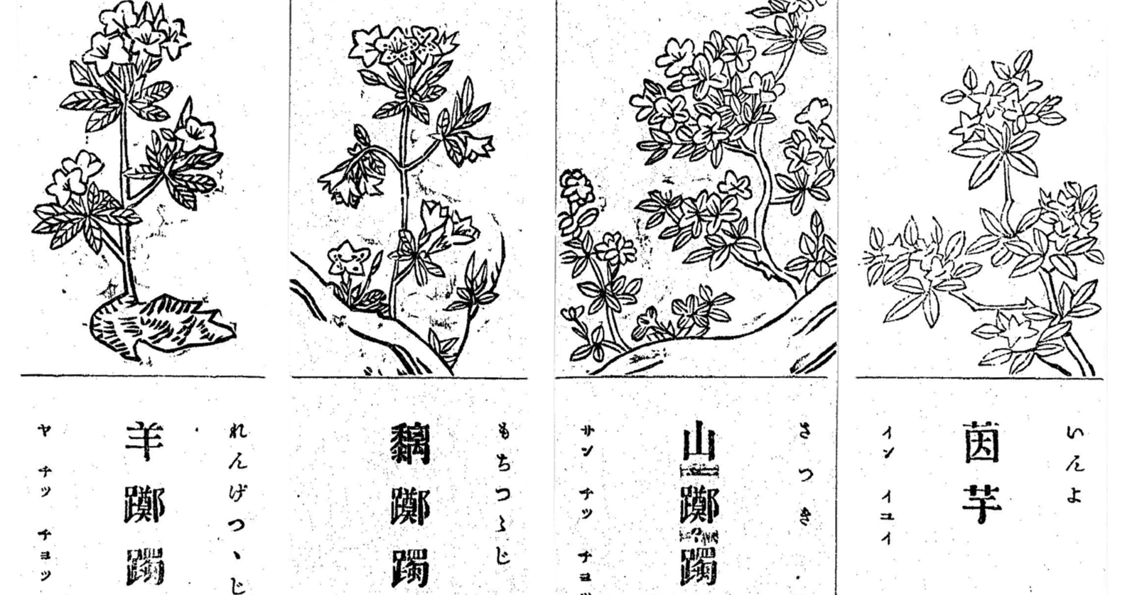 196．ツツジという言葉の文化史｜sasayan