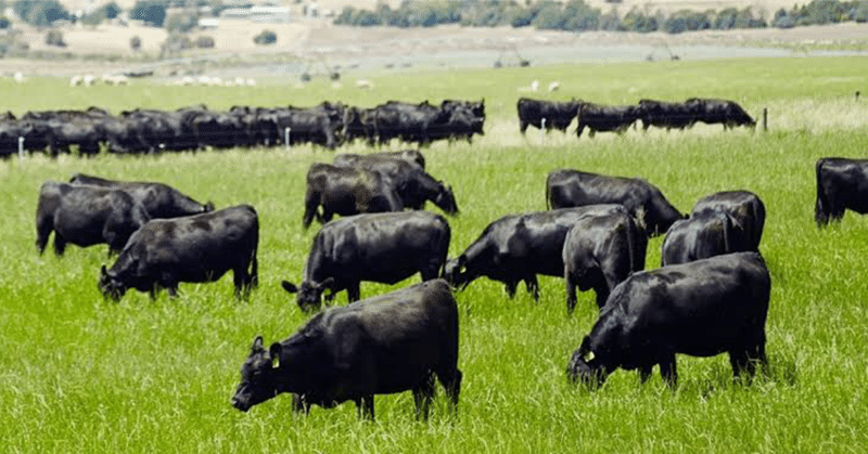 オーストラリア産牛 飲食店利益構造改革 Note