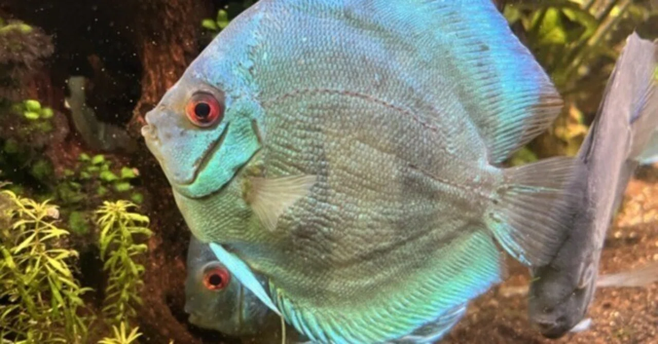 熱帯魚の王様】ディスカスの飼育方法、繁殖、注意点等をまとめました 熱帯魚の王様】ディスカスの飼育方法、繁殖、注意点等をまとめました