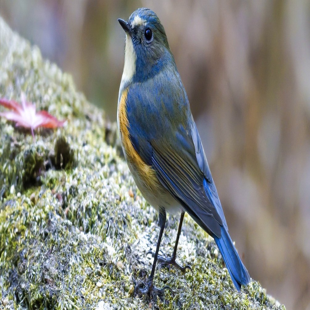 ルリビタキ(瑠璃鶲)♂｜Miya