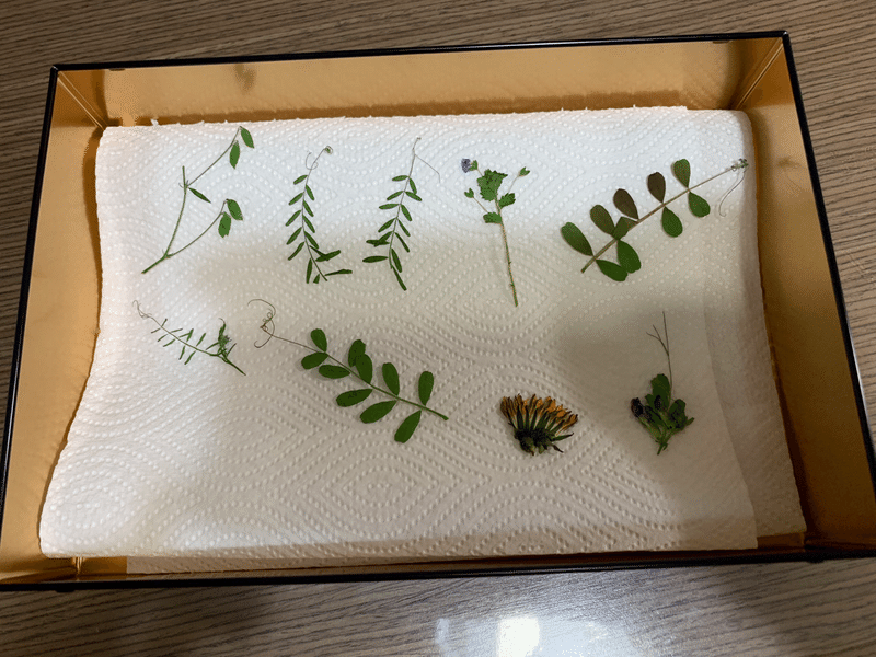 摘んだ雑草で押し花作り えびふらい Note 摘んだ雑草で押し花作り えびふらい Note