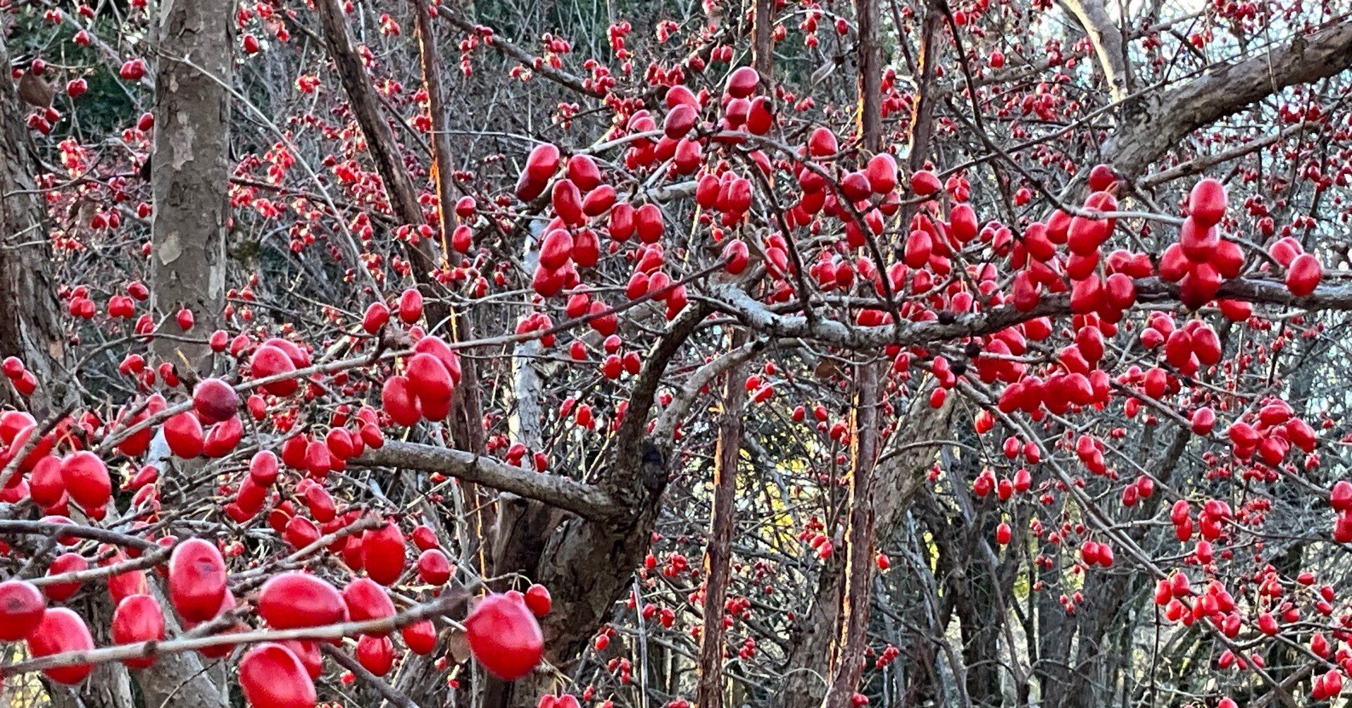 京都府立植物園の木の実（1）：2025年12月23日（火）｜藤井秀昭