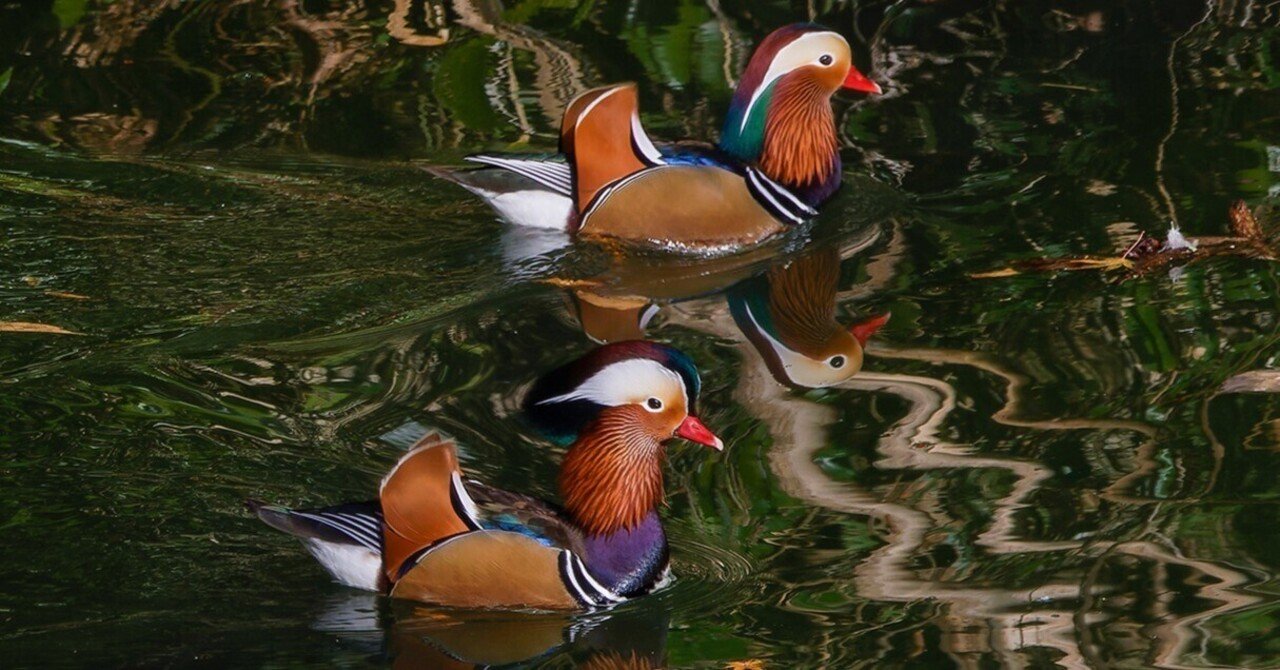 オシドリ｜神戸の野鳥note@きたの みつよし