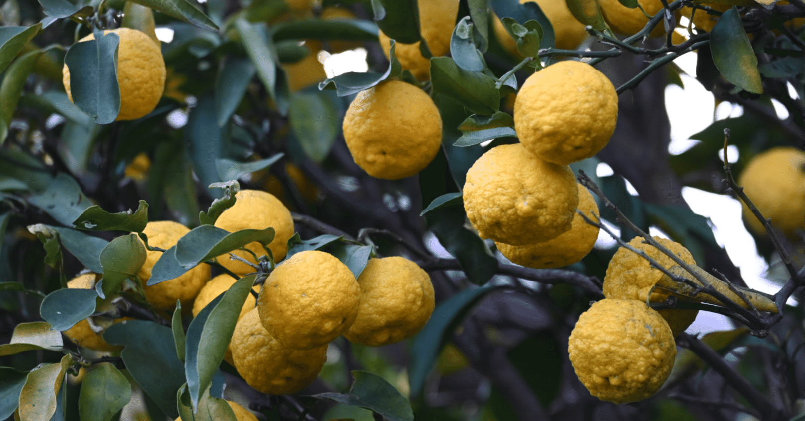 2025年12月18日（ゆず）｜高遠ちとせ