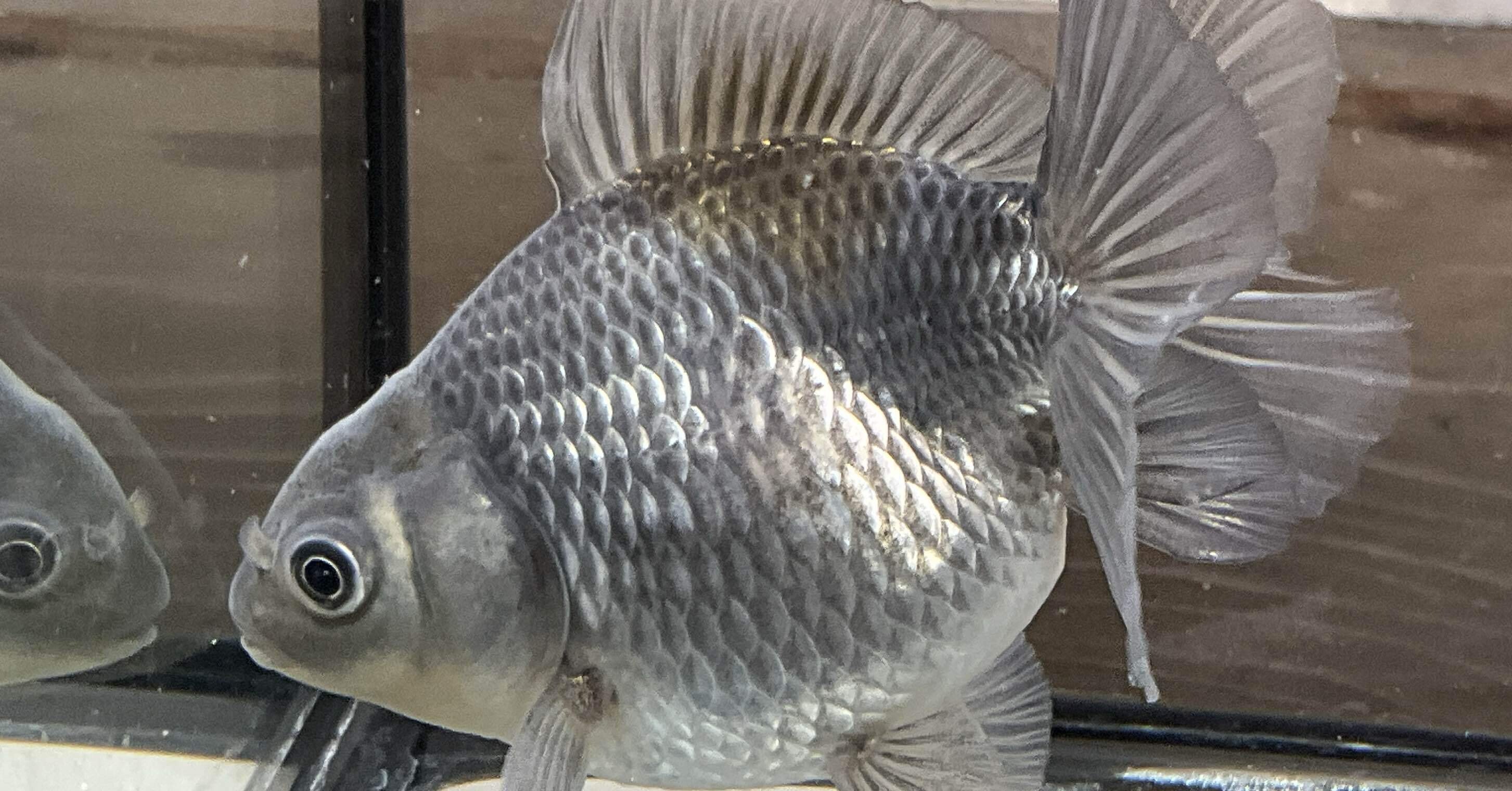 金魚について語る時に僕が語ること｜SAMURAI FARM