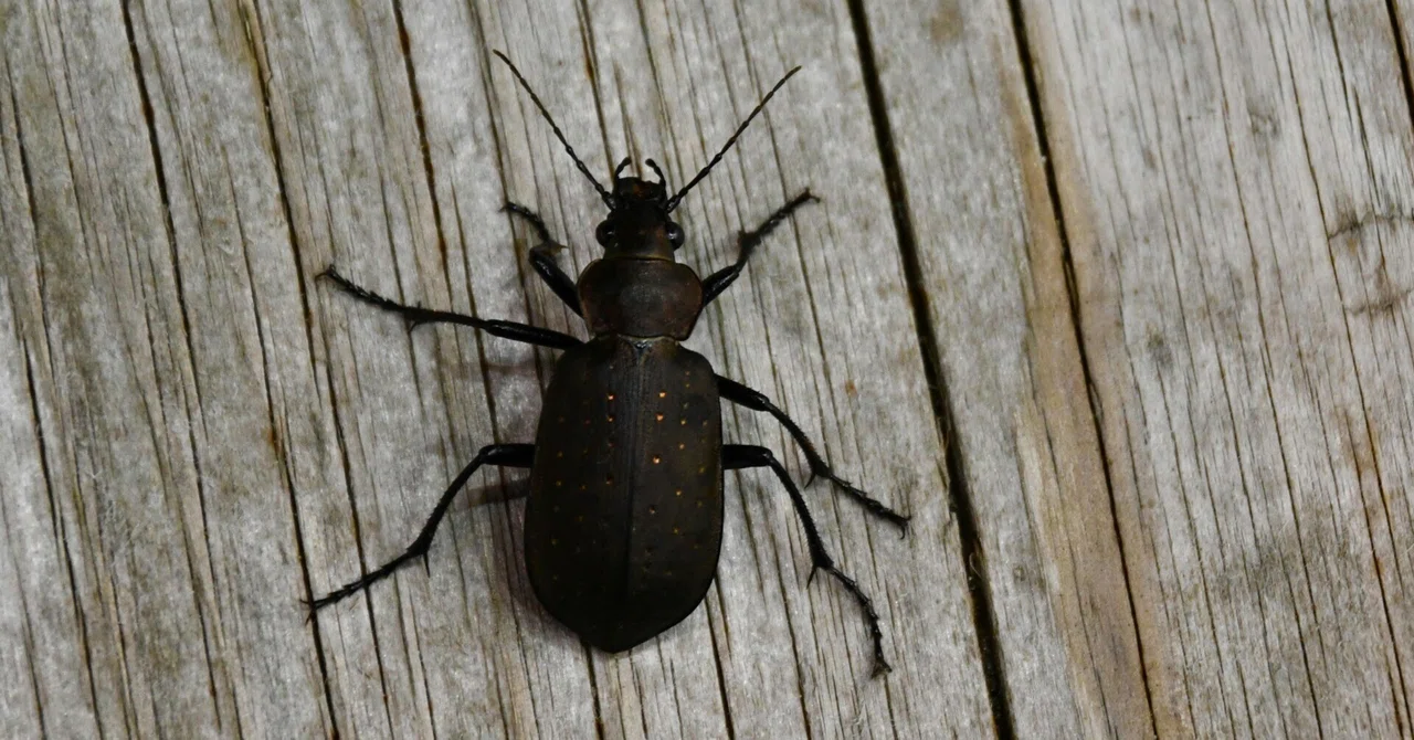 【やっさん】カザフスタン産カタビロオサムシの1種 エゾカタビロオサムシ Campalita chinense｜MURA Tadasi (村 正)