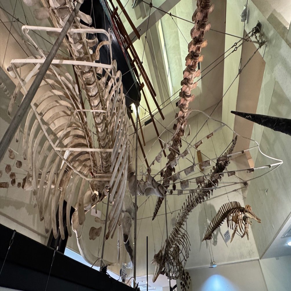 紀行】「すさみ町立エビとカニの水族館」「太地町立くじらの博物館」と