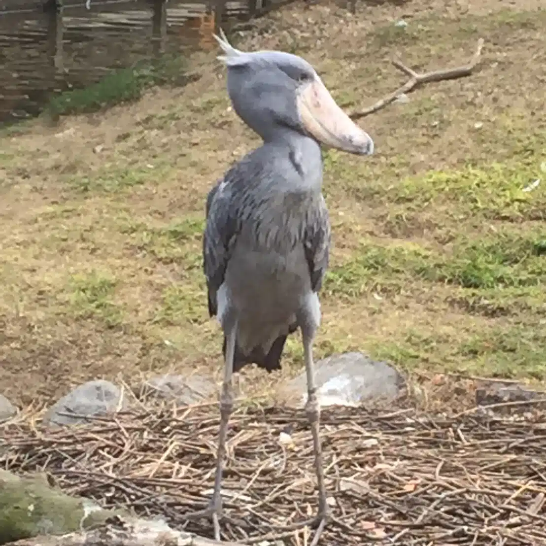あかり