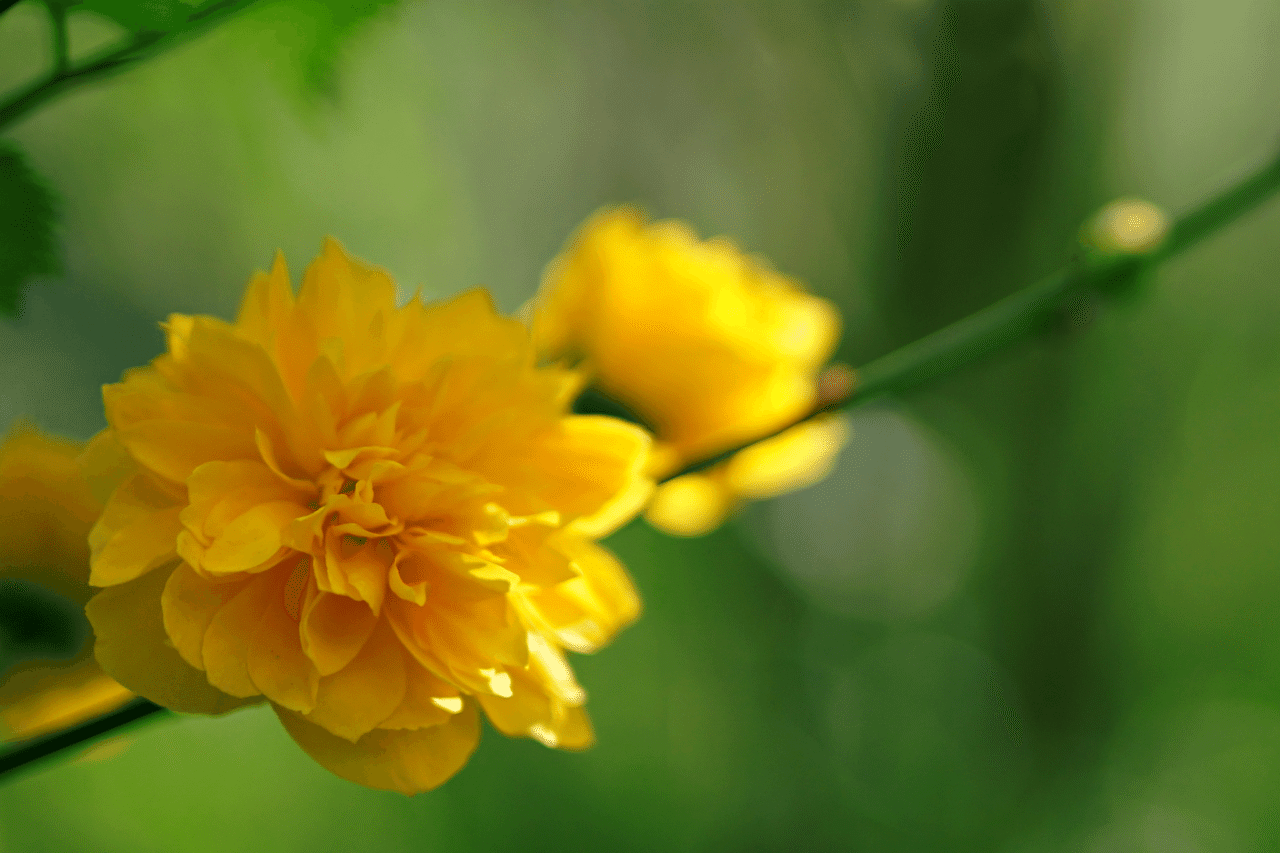 八重山吹 Ryoko Yunoki Note