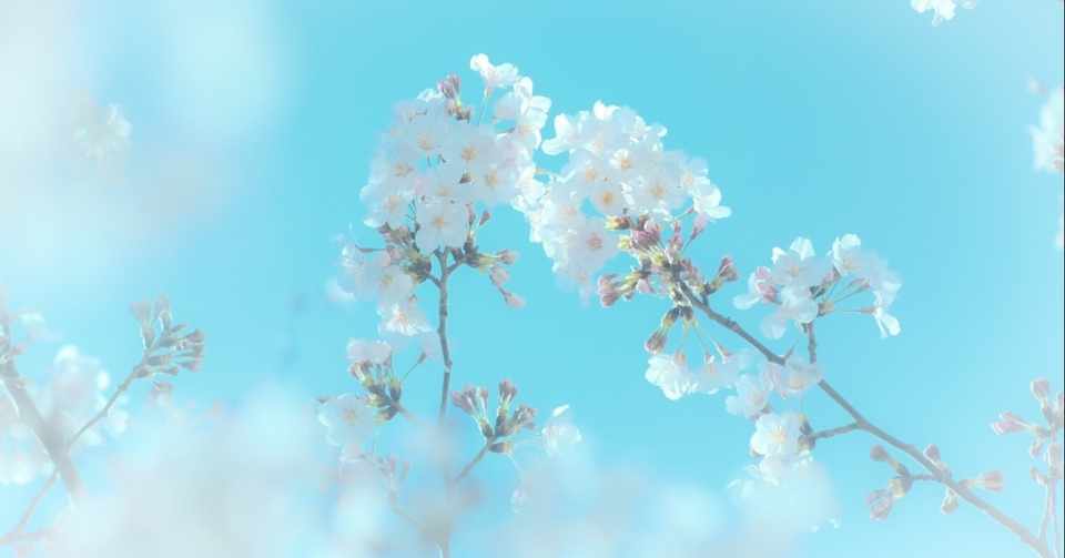 ハローワークでカウンセリング受けて ハッ としてきた エビちゃん Note