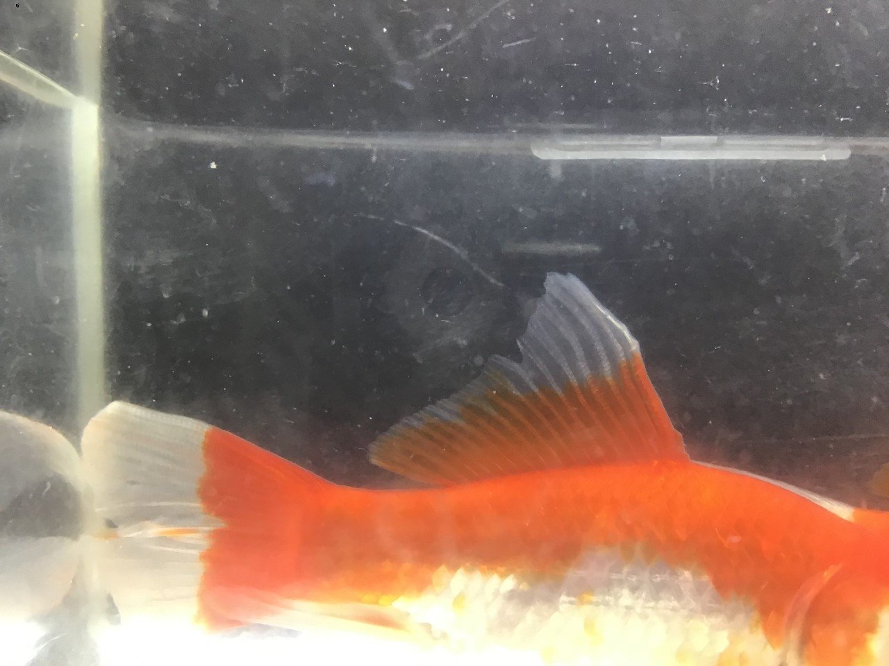 お待たせいたしました 金魚導入 ゆーいちの水槽部屋 Note