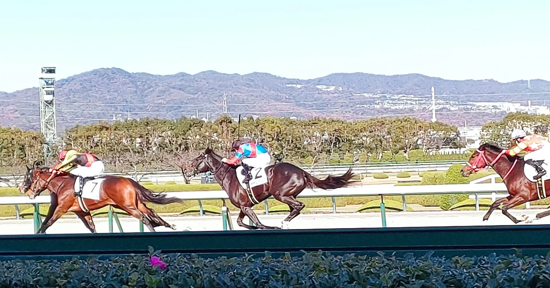 阪神競馬場訪問記②／2025年12月／注目した馬やレース、写真撮れた騎手