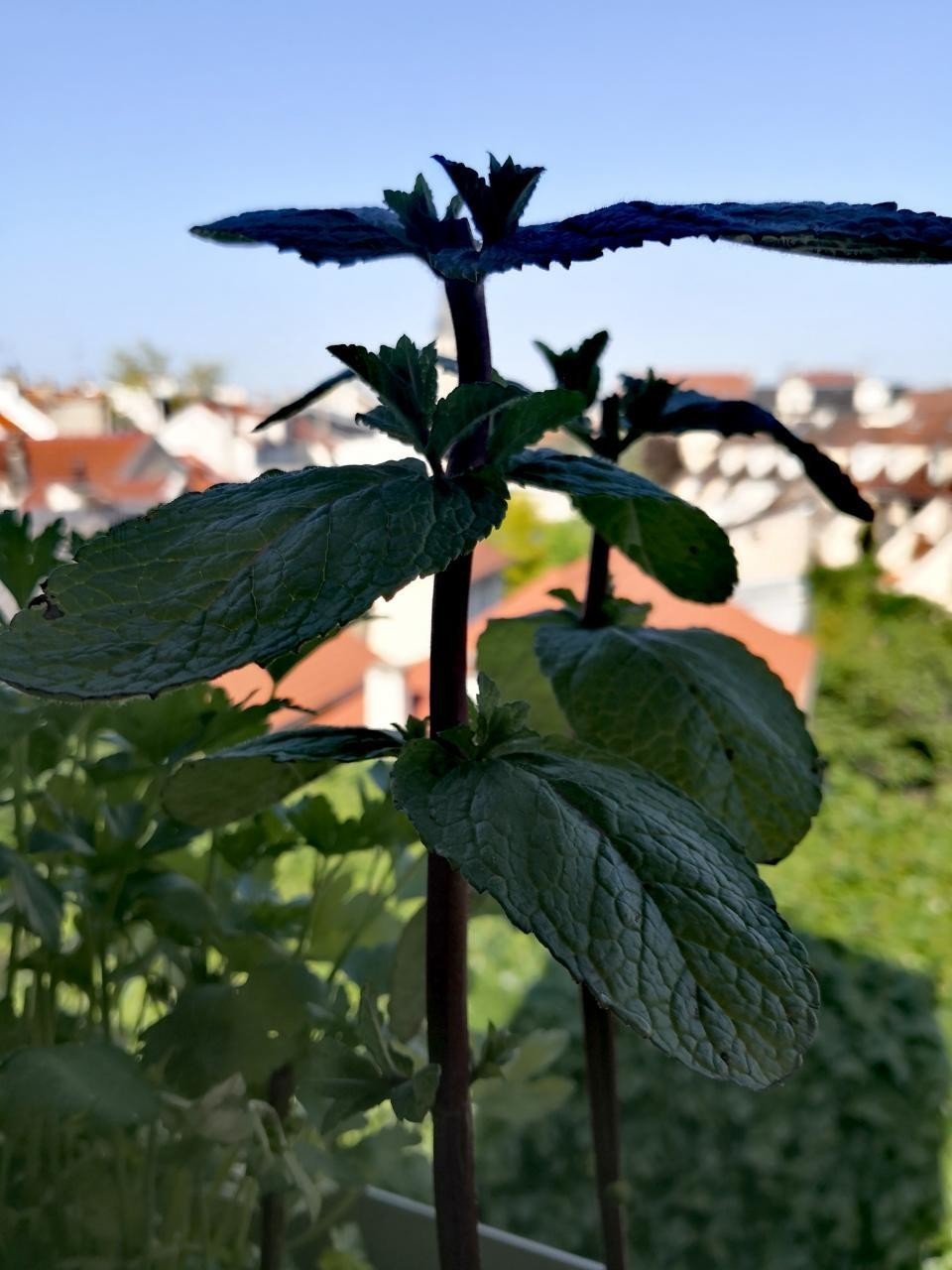 アフターコロナの世界 学歴や資格はどうなってしまうの 今までのやり方や成功体験を手放して時代に合わせてしなやかに変化していこう ミカリュス Note