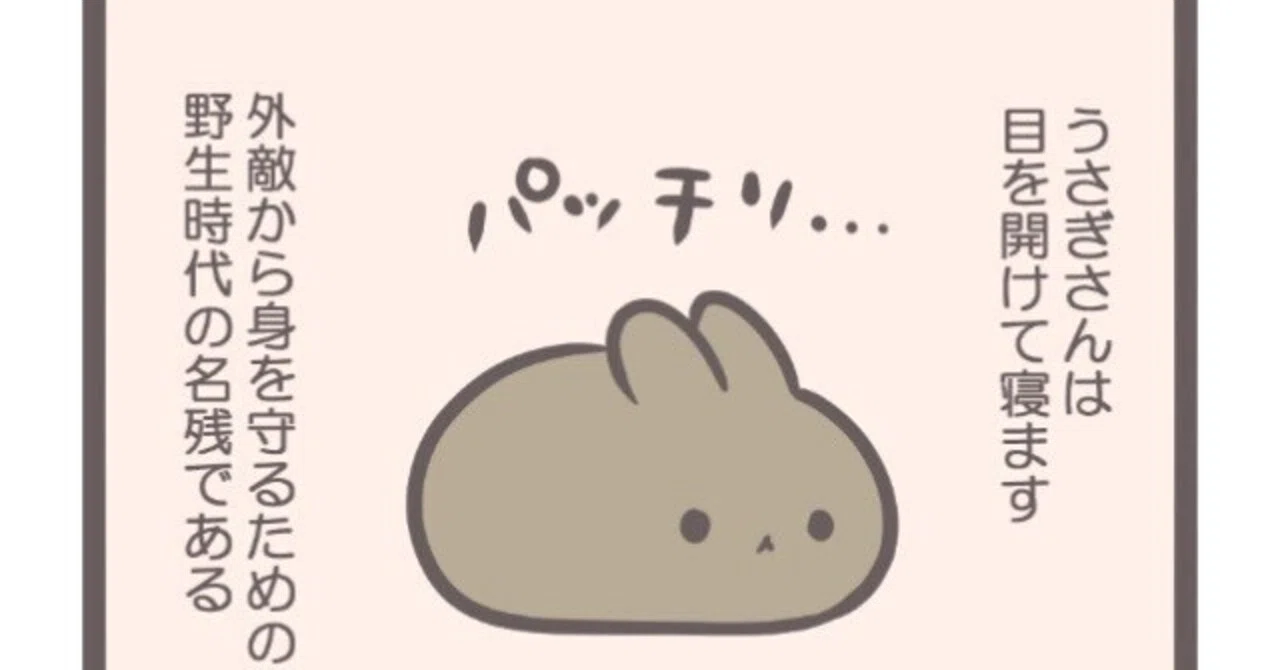 おもちみたいですが、うさぎです｜nao/うさぎ好きなイラスト作家