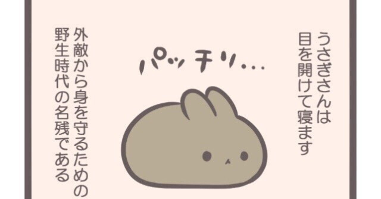 おもちみたいですが、うさぎです｜nao/うさぎ好きなイラスト作家