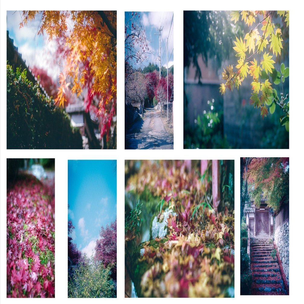 曽文　紅葉図　箱なし　MA913 紅葉の寺社を巡る(2025） 大津 ＃2（フィルム写真）｜Oziy