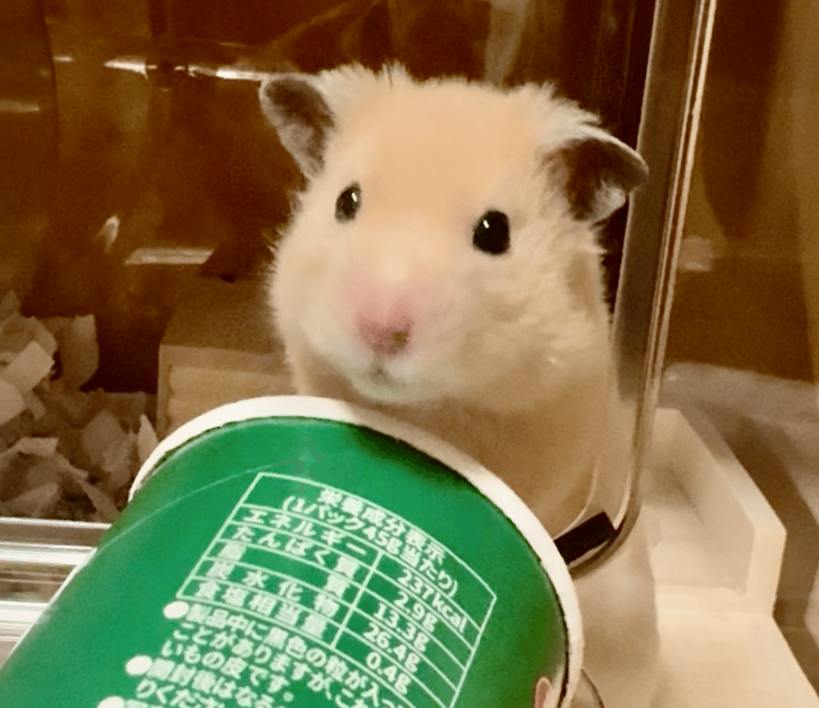 なんで急に、そんな優しくなるの？(ハムスター日記⑰)｜急に考え出す