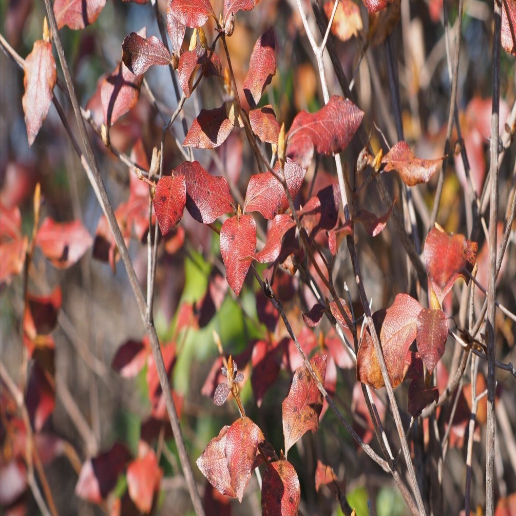 198．まだまだコバノミツバツツジの紅葉｜sasayan