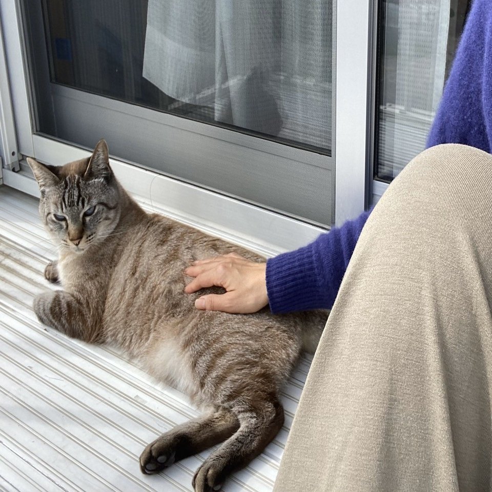 猫飼いの日常 岡田知子 猫と暮らすライター Note