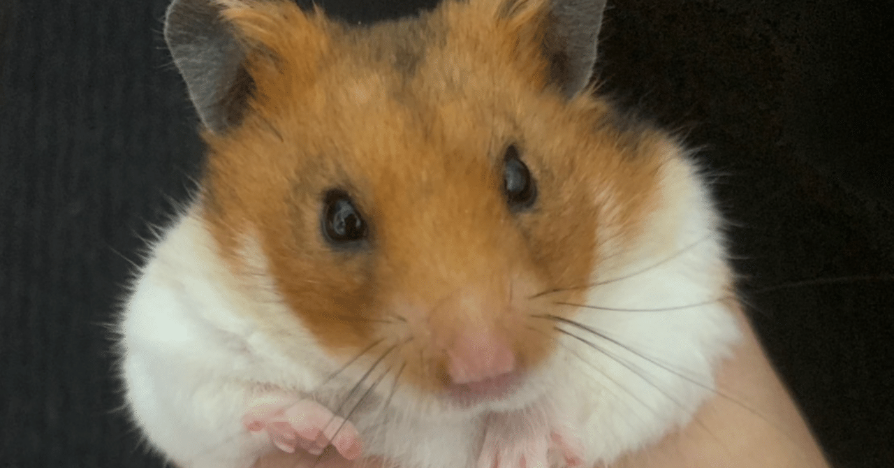 ハムスターさん専用　参考写真 唄メモ✍️ハムスターが飼いたい｜山本礼華 yamamoto ayaka（おじょー。）