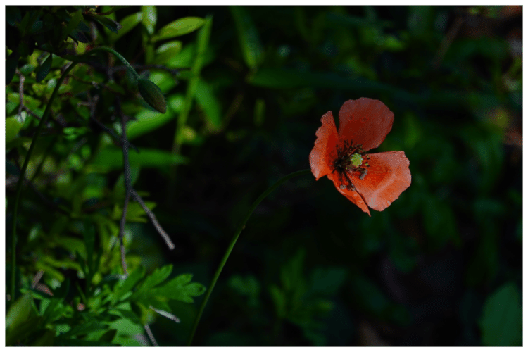 朝の影の写真。影の入り方が良かった

#360rx100