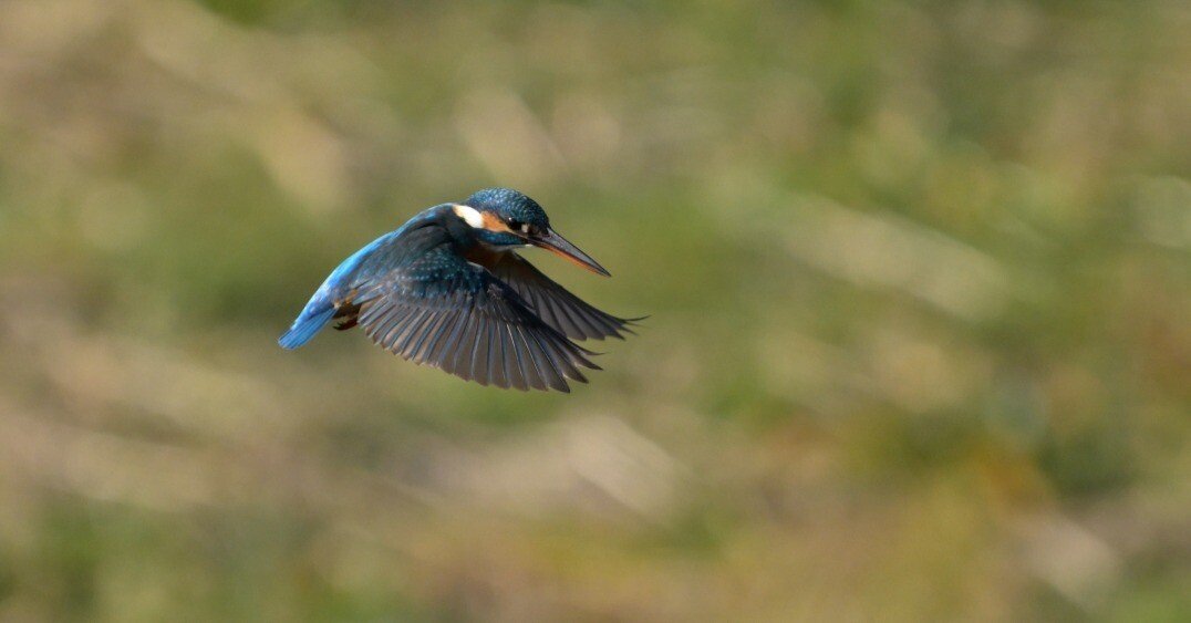 カワセミ フレンドリーなカワセミ｜オガシン86