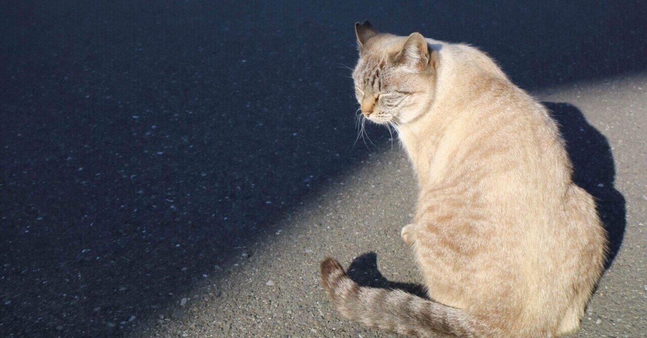 野良猫に出会うカメラ時間｜kaori |