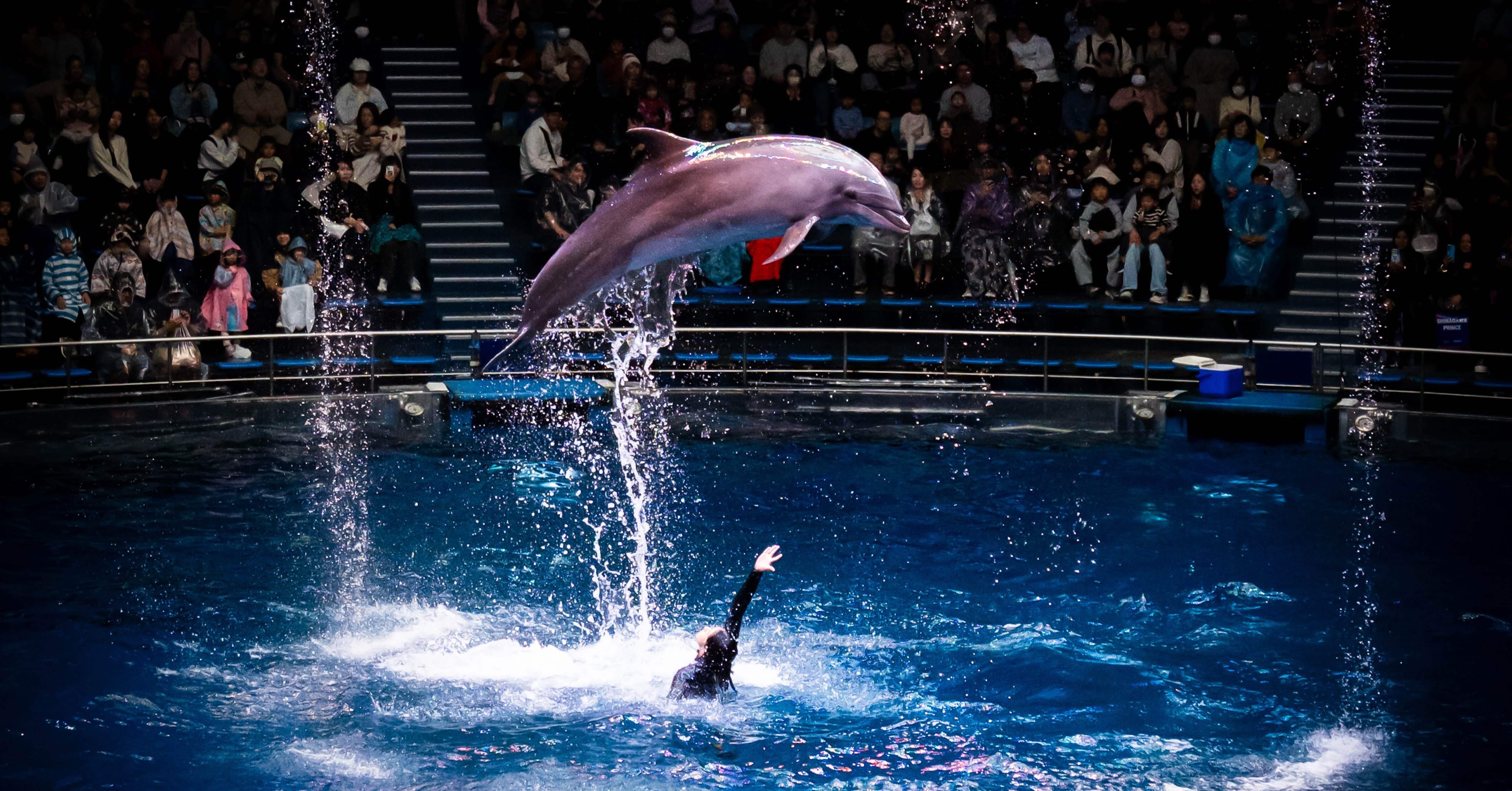 東京最先端の水族館で撮影してみた #8 in アクアパーク品川｜SONY
