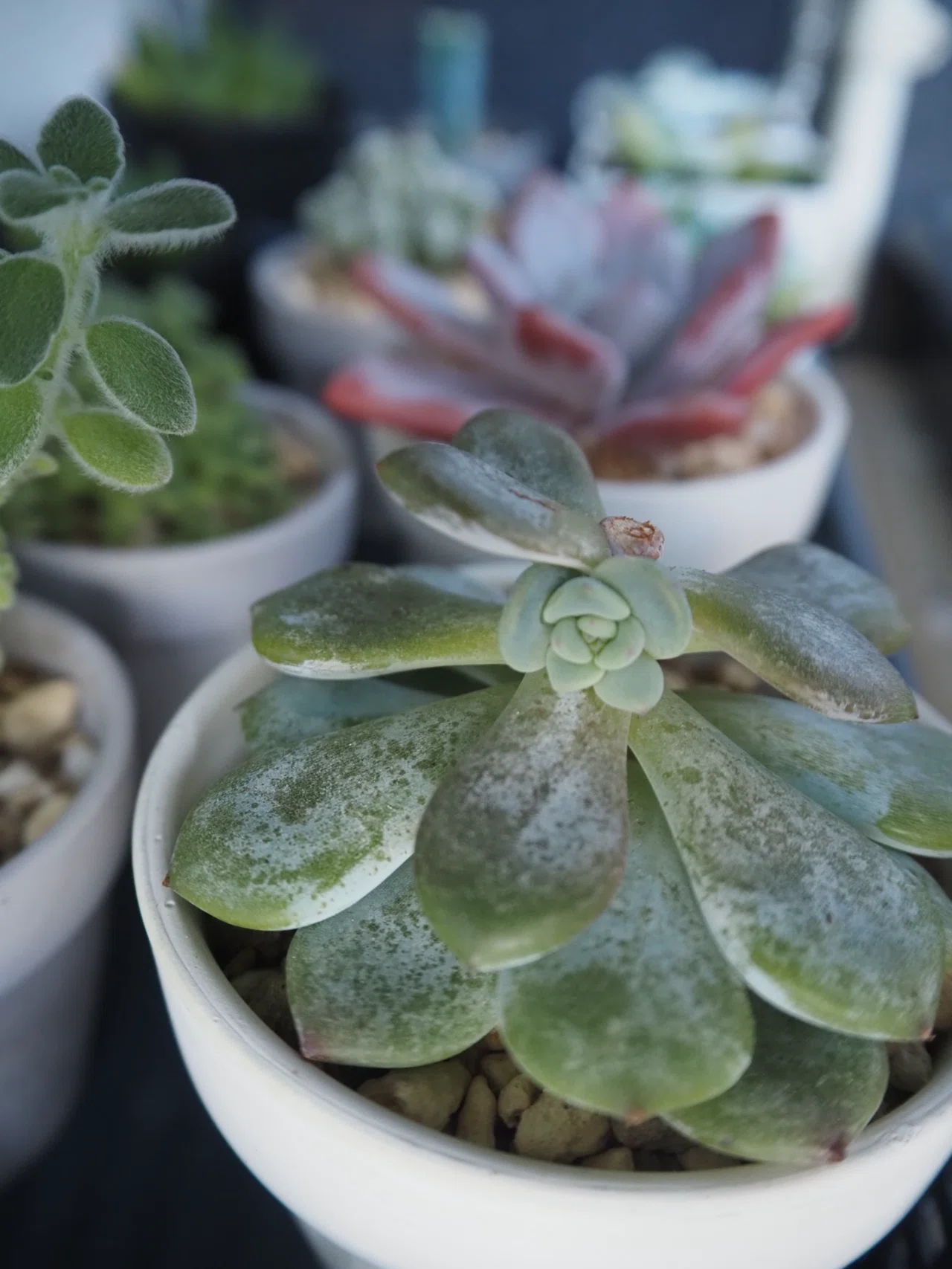 多肉植物のススメ｜ことり