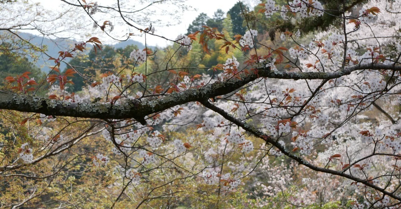 お雛様の飾り方」お雛様をきれいに見せる基本型➅ 桜と橘のこと