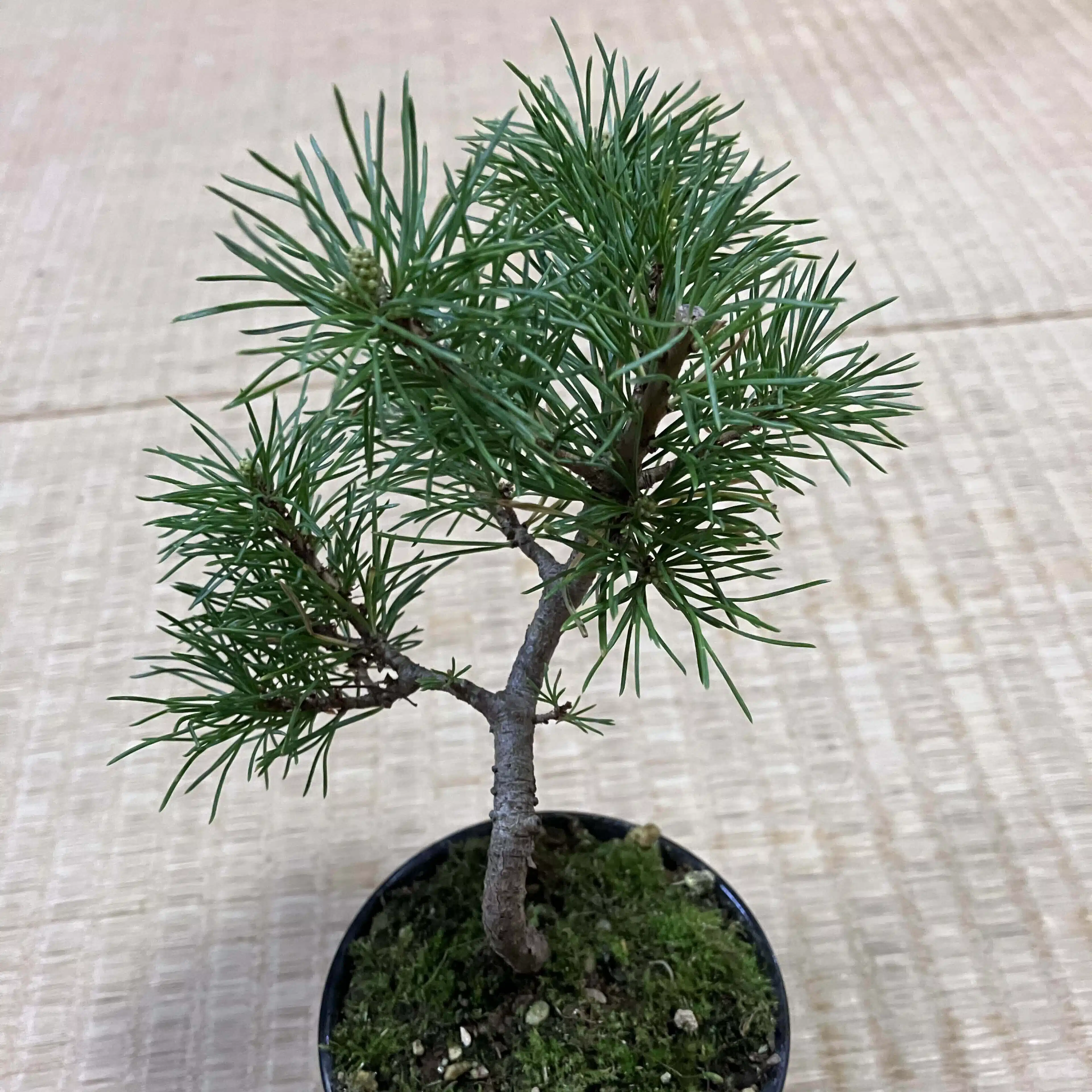 まつひで