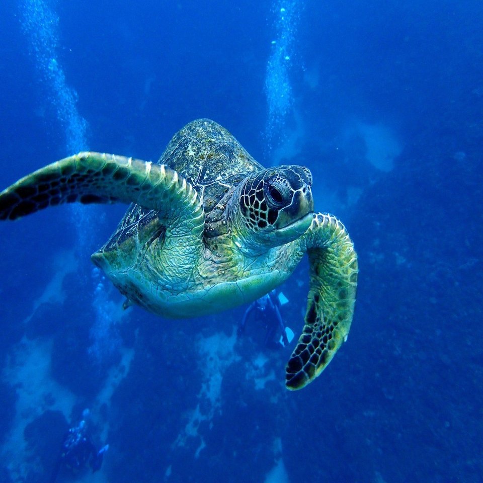 ウミガメって 食べたことある カリブ海のフィールドから 湯澤規子 食べる歴史地理学 第5話 Hb ホーム社文芸図書webサイト