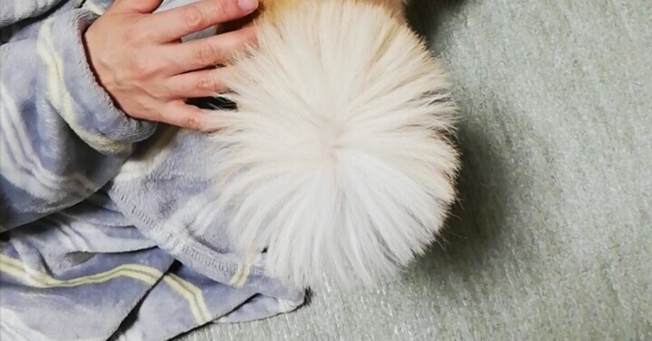 しっぽ☺️｜まーこちゃん