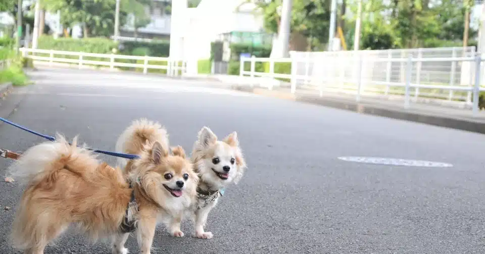 チワワってどんな犬 Natsuko I ヨコハマドッグアカデミー Note