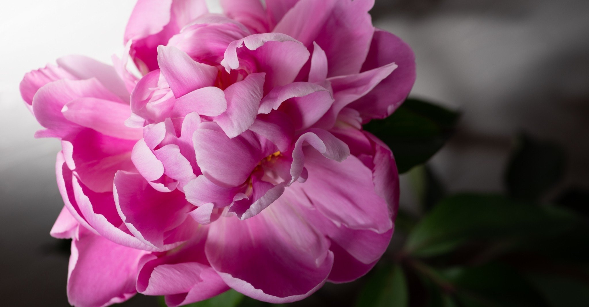 女性の美しい立ち姿、芍薬(シャクヤク)の観察記|コノハ(オノチハル